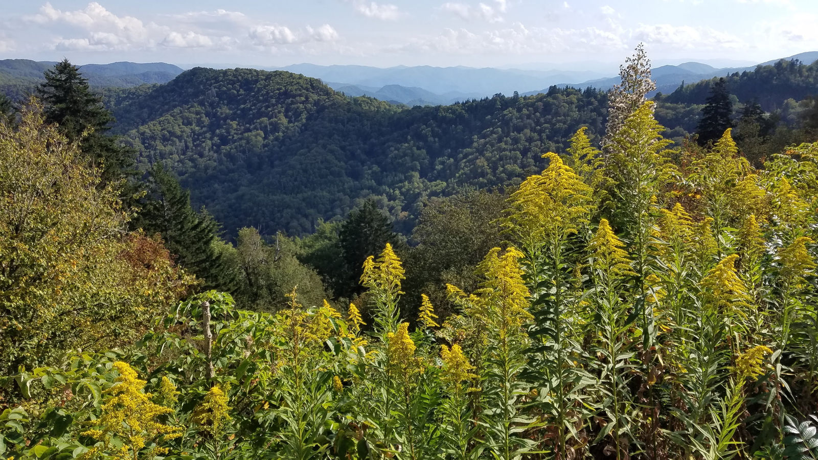 Autumn light on a mountain ridge near Barnardsville